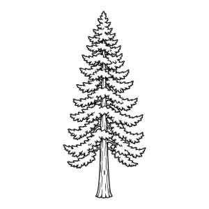 Può includere: Un'illustrazione a linee nere su sfondo bianco di un albero sempreverde alto e simmetrico. Il disegno presenta un tronco verticale centrale con rami stratificati e frastagliati che si estendono verso l'esterno, terminando in una punta.