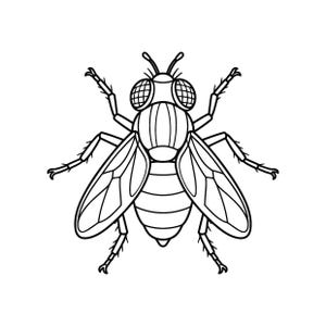 Può includere: Un'illustrazione a linee bianche e nere di una mosca domestica vista dall'alto. L'insetto presenta due grandi occhi composti con un motivo a griglia, un torace segmentato con linee verticali, un addome arrotondato e sei zampe articolate.