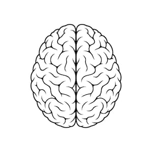 Könnte beinhalten: Eine schwarz-weiße Strichzeichnung eines menschlichen Gehirns von oben betrachtet. Die Darstellung zeigt ein symmetrisches Design mit einer zentralen Längsfurche, die die beiden Hemisphären trennt, detailliert mit gewundenen Furchen und Windungen.