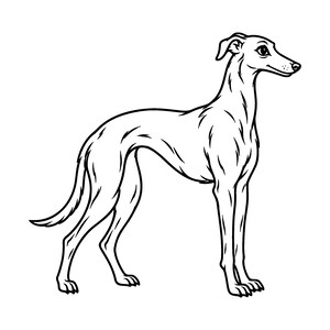 Può includere: Un'illustrazione a linee bianche e nere di un levriero snello in piedi di profilo. Il disegno presenta contorni netti e decisi che definiscono il lungo collo, il corpo magro, le orecchie a punta e la coda sottile del cane.