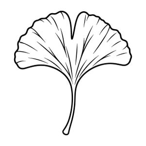 May include: A black and white line art illustration of a single ginkgo biloba leaf. The leaf features a distinct fan-shaped silhouette with a central notch at the top and delicate, radiating veins extending from the stem to the outer edges.