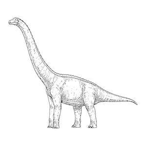Może przedstawiać: Czarno-biała ilustracja liniowa przedstawiająca dinozaura zauropoda o długiej szyi. Rysunek ukazuje stworzenie z profilu, stojące na czterech nogach z długim ogonem skierowanym do tyłu oraz smukłą szyją wyciągniętą w lewą stronę ku górze.