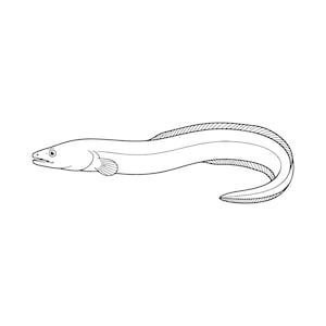 May include: A black and white line drawing of an eel. The illustration features a long, slender body with a rounded head, a small eye, a visible mouth, and a single fin extending along the back and tapering toward the tail of the creature.