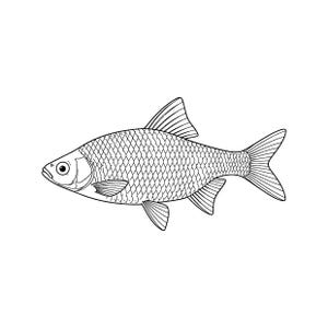 May include: A black and white line art illustration of a fish shown in profile, facing left. The drawing features detailed cross-hatched scales covering the body, a prominent dorsal fin, a forked tail, and distinct pectoral and pelvic fins.