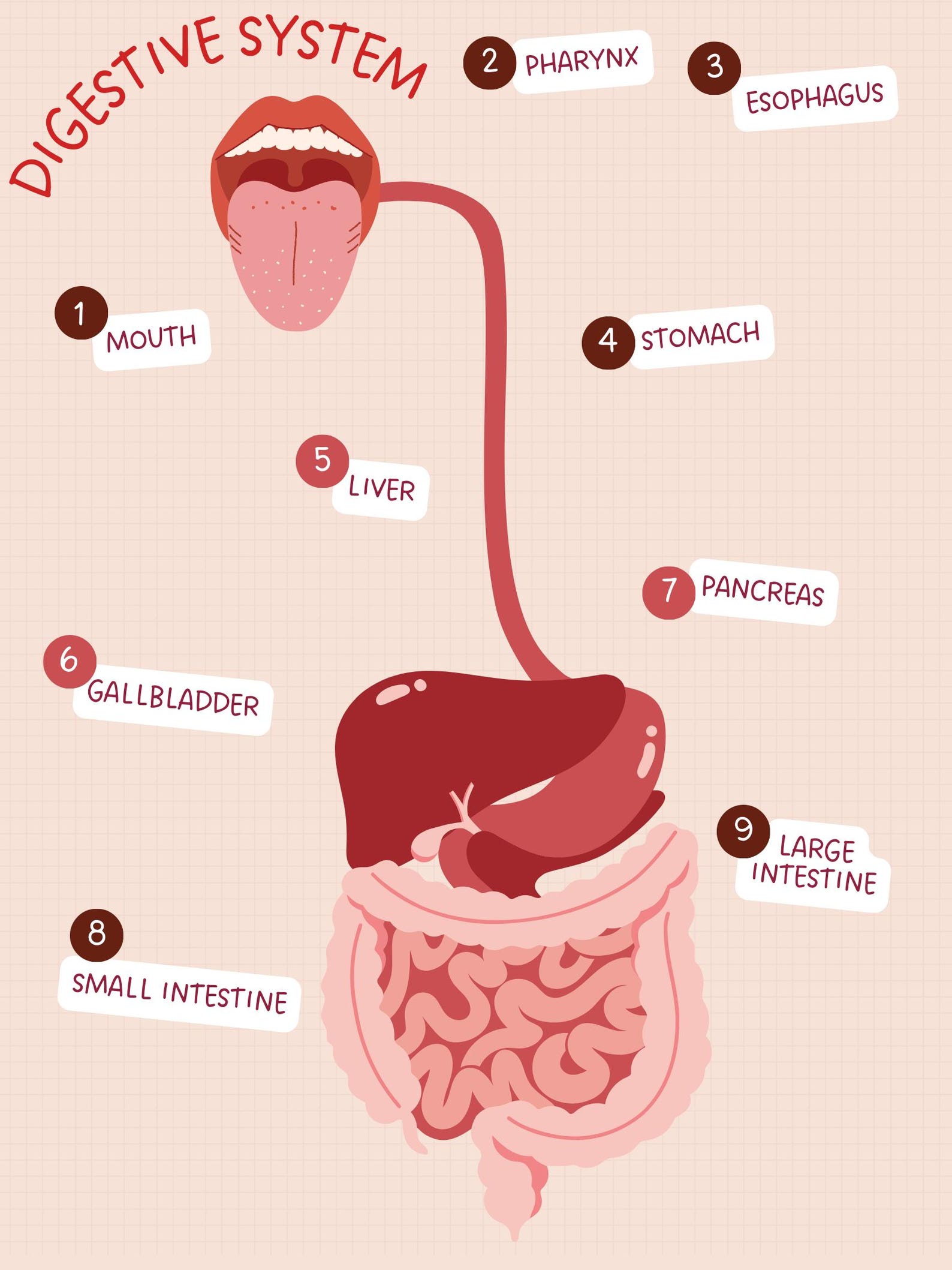 Digestive System Mind Map - Fillable - Etsy UK