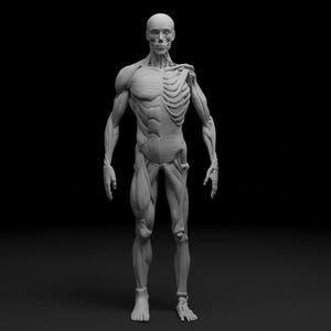 Puede incluir: Modelo anatómico en escala de grises de una figura humana, que muestra los sistemas muscular y esquelético. La figura está de pie, con un lado que revela los músculos y el otro la caja torácica. El fondo es negro.