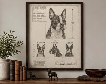 Boston Terrier Blueprint Art | Hand Drawn Dog Illustration (18x24 Digital Download)