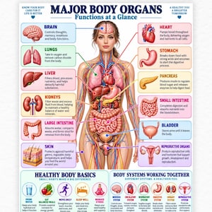 以下が含まれることがあります： Major Body Organs Functions at a Glanceというタイトルの教育用ポスター。中央に人間の解剖図があり、脳、心臓、肺、胃、肝臓、膵臓、腎臓、腸、膀胱、皮膚などの臓器がラベル付けされ、機能が説明されています。