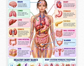 Major Human Body Organs Printable PDF, Anatomy Study Chart for Students, Female Body Organs and Functions, Biology Classroom Decor
