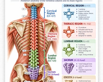 Human Spine Anatomy Poster View Printable PDF, Posterior View Vertebrae Chart, Medical Study Wall Art, Vertebrae Anatomy, Instant Download