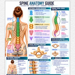 May include: A digital spine anatomy guide poster featuring a posterior view of the human skeleton, colour-coded vertebral regions, side view of spinal curves, typical vertebra structure, and text including "A stronger spine supports a brighter tomorrow."