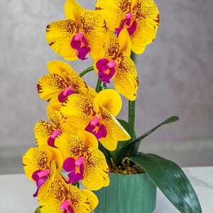 May include: A vibrant yellow orchid plant with maroon spots and bright pink centers. The flowers are in a green pot with a wooden base, and a single green leaf extends from the pot.