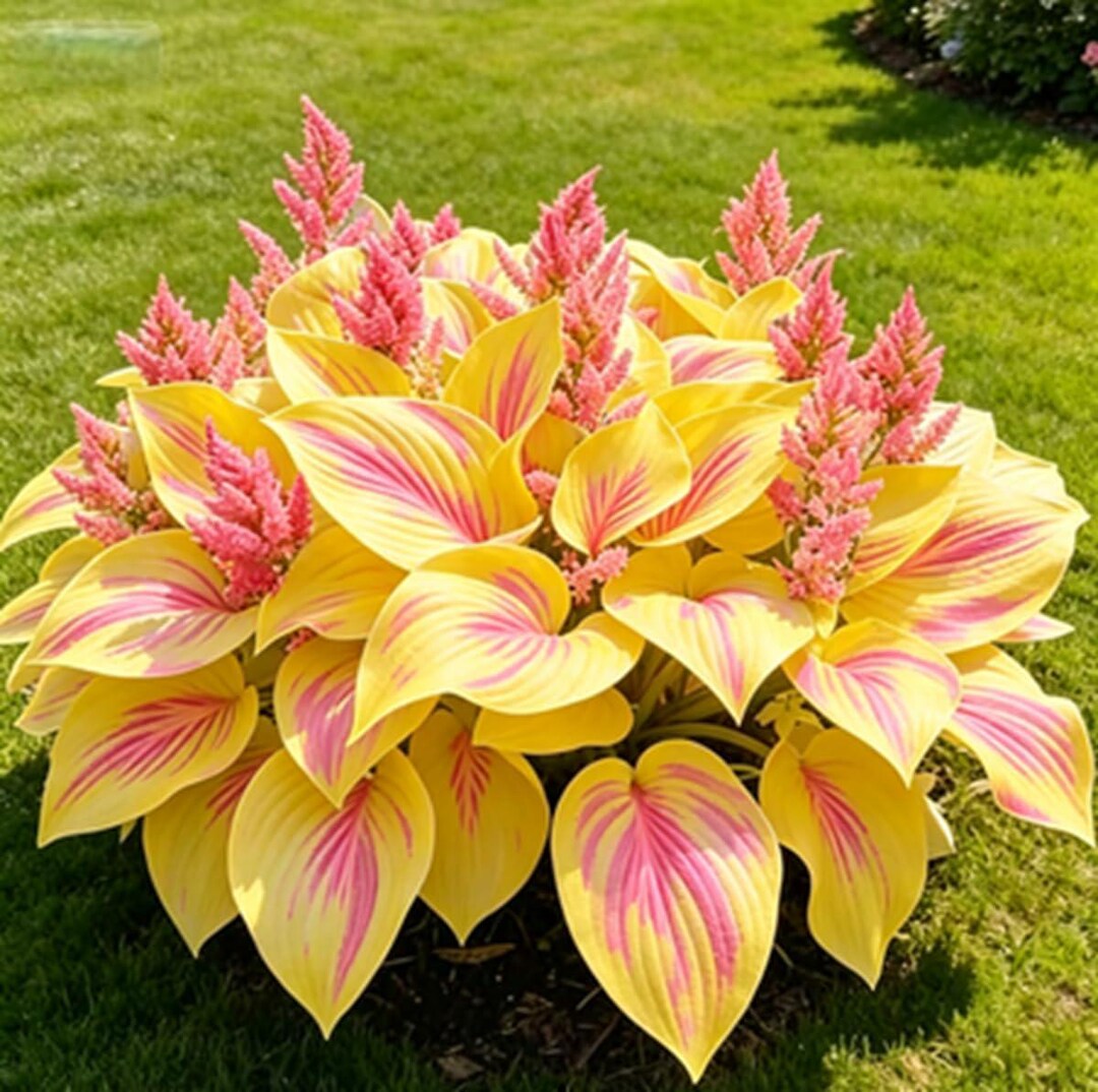 Pretty In Pink Hosta 200+ Hosta Seeds Pink Yellow Mix Perennial Shade Garden Landscaping - Etsy