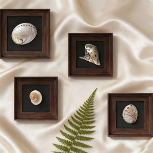 Könnte beinhalten: Vier gerahmte Muschelbildkunstwerke mit dunkelbraunen Holzrahmen und schwarzen Hintergründen. Die Muscheln haben verschiedene Formen und Farben, darunter perlmuttartig, beige und weiß. Ein grünes Farnblatt befindet sich in der unteren rechten Ecke.