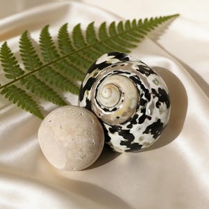 Ringhouder van natuurlijke schelp, sieradenbakje van schelp, sieradenschaaltje in kuststijl voor op de kaptafel, ringkussen voor een bruiloft op het strand, opbergbakje voor oorbellen.