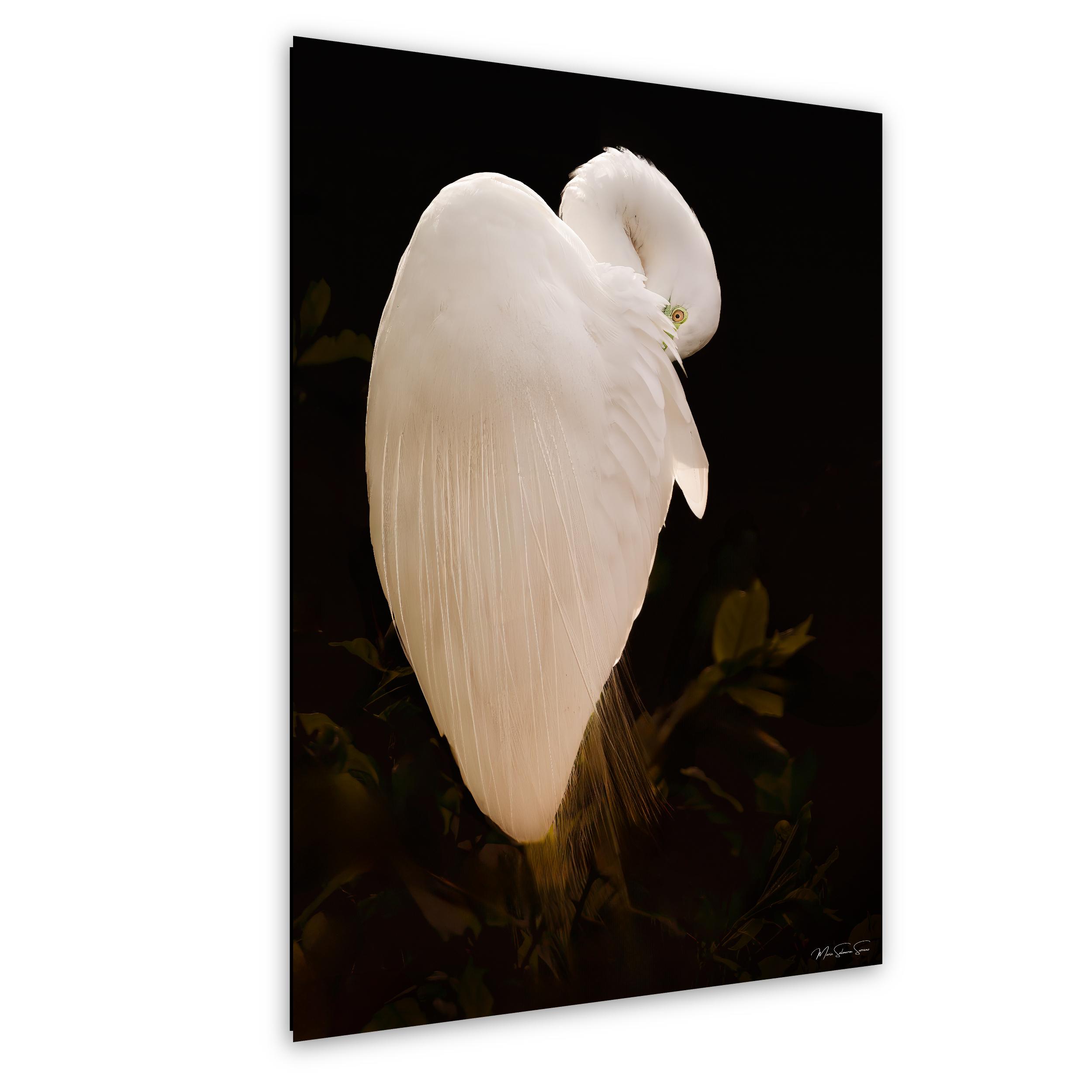 Aigrette Garzette Blanche En - Photo gratuite sur Pixabay - Pixabay