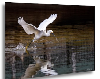 Besneeuwde zilverreiger opstijgen fotografie Texas Bird Wildlife Wall Art