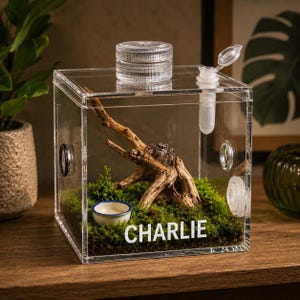 Personligt akrylmikroterrarium, hoppspindelhölje, mandel- och trädsyrsahabitat, anpassat namn
