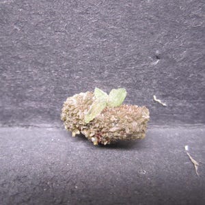 May include: A small, rough-textured rock formation with a cluster of light green, translucent crystal structures on top. The rock has a beige and brown color, set against a dark gray background.