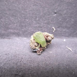 May include: A small, rough, brown rock formation with a light green, leaf-like structure protruding from the top. The rock sits on a dark gray surface. The image is well-lit, highlighting the textures and colors.
