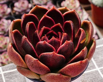 Sukulenty Kaktusy, Rzadki Sukulent, Echeveria Tajemnicza Pomarańcza