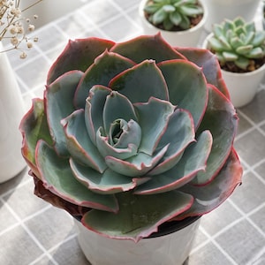 May include: A large, rosette-shaped succulent with thick, fleshy, blue-green leaves featuring reddish-pink edges, planted in a white pot. The plant is surrounded by several smaller potted succulents and a vase of dried white flowers.