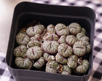 コノフィツム・オブコルデルム、多肉植物サボテン、珍しい多肉植物