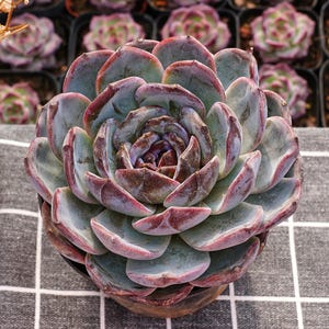 May include: A close-up of a succulent plant with layered, fleshy leaves. The leaves are a mix of green, purple, and red hues, arranged in a rosette shape. The plant is in a small, dark pot, set against a backdrop of similar plants.
