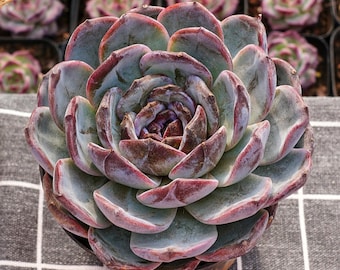 Suculentas e Cactos, Suculenta Rara, Echeveria Dark Opal