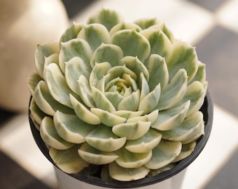 Echeveria Onslow Variegata, Succulente Cactus, Succulenta Rara