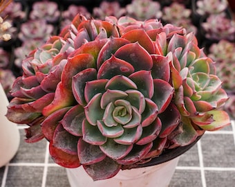 Suculentas, cactus, suculenta rara, Echeveria Tears Trace