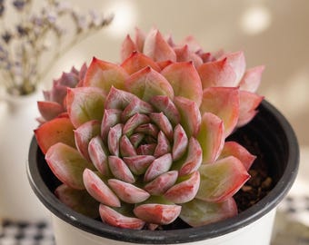 Echeveria Rosa del deserto, Succulente Cactus, Succulenta rara