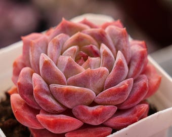 Succulents Cacti, Rare Succulent, Echeveria Satsuma Mandarins