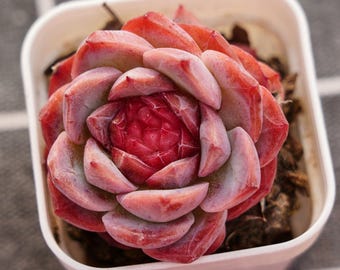 Suculentas Cactus, Suculenta rara, Echeveria Brillo labial congelado