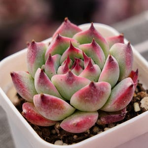 May include: A close-up of a succulent plant in a square white pot. The plant has green leaves with red tips and edges. The leaves are arranged in a rosette pattern. The pot contains soil and small rocks.