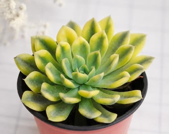 Echeveria Fairy Variegated, Succulents Cacti, Rare Succulent