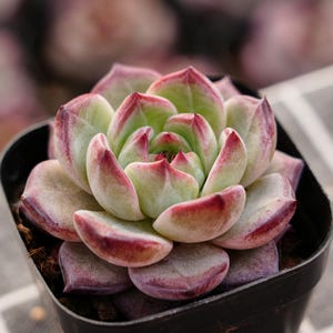 Puede incluir: Primer plano de una planta suculenta en una maceta negra pequeña. La planta presenta hojas carnosas y en capas con centros verdes y bordes que viran a tonos rojos y morados. Una adición vibrante a cualquier jardín.