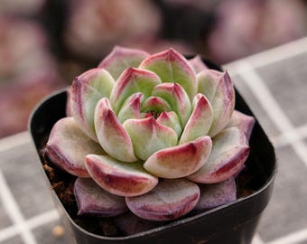 多肉植物サボテン、珍しい多肉植物、エケベリア・ラブバード