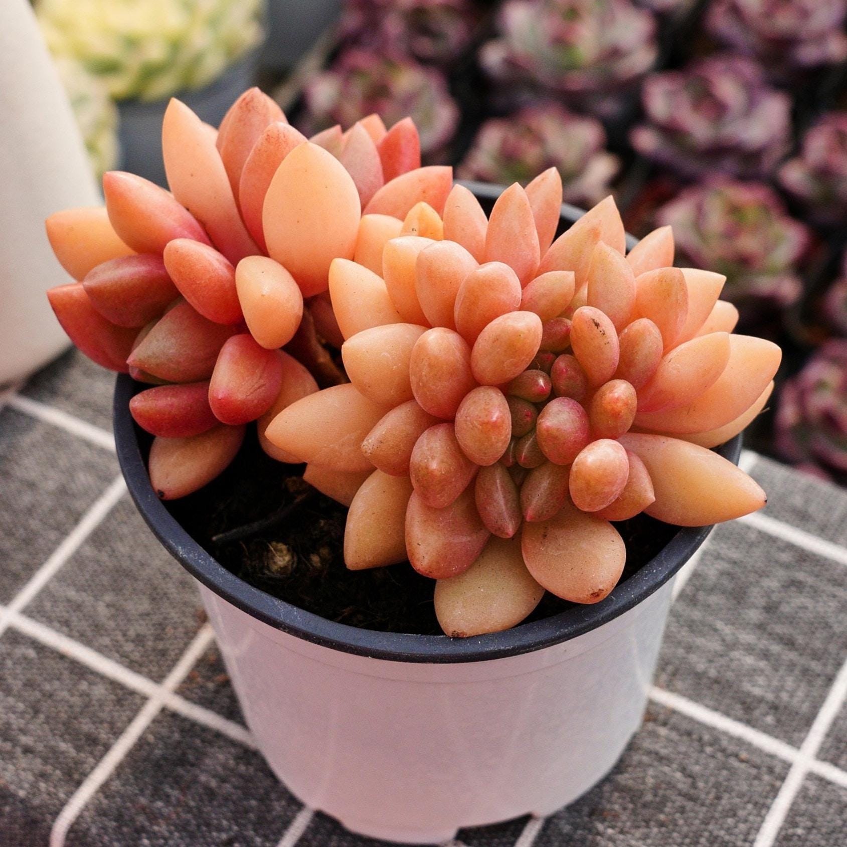 Euphorbia monadenium - Etsy 日本