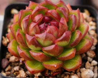 Suculentas, cactus, suculenta rara, Echeveria Jelly Jenny