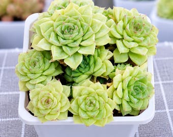 Echeveria Witte zwaan met rood gezicht, vetplanten, cactussen, zeldzame vetplanten
