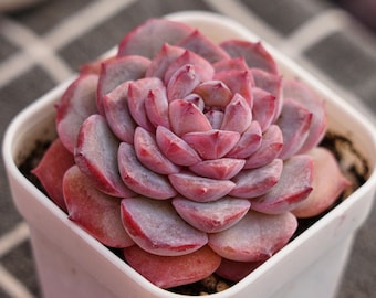 Suculentas, cactus, suculenta rara, Echeveria Slightly Tipsy