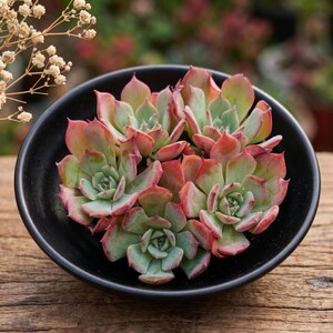 echeveria laulensis X紅蓮錦　超レア　多肉植物7CM容器抜き Echeveria laulensis - Etsy 日本