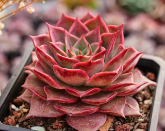 Succulents Cacti, Rare Succulent, Echeveria Summer Beauty