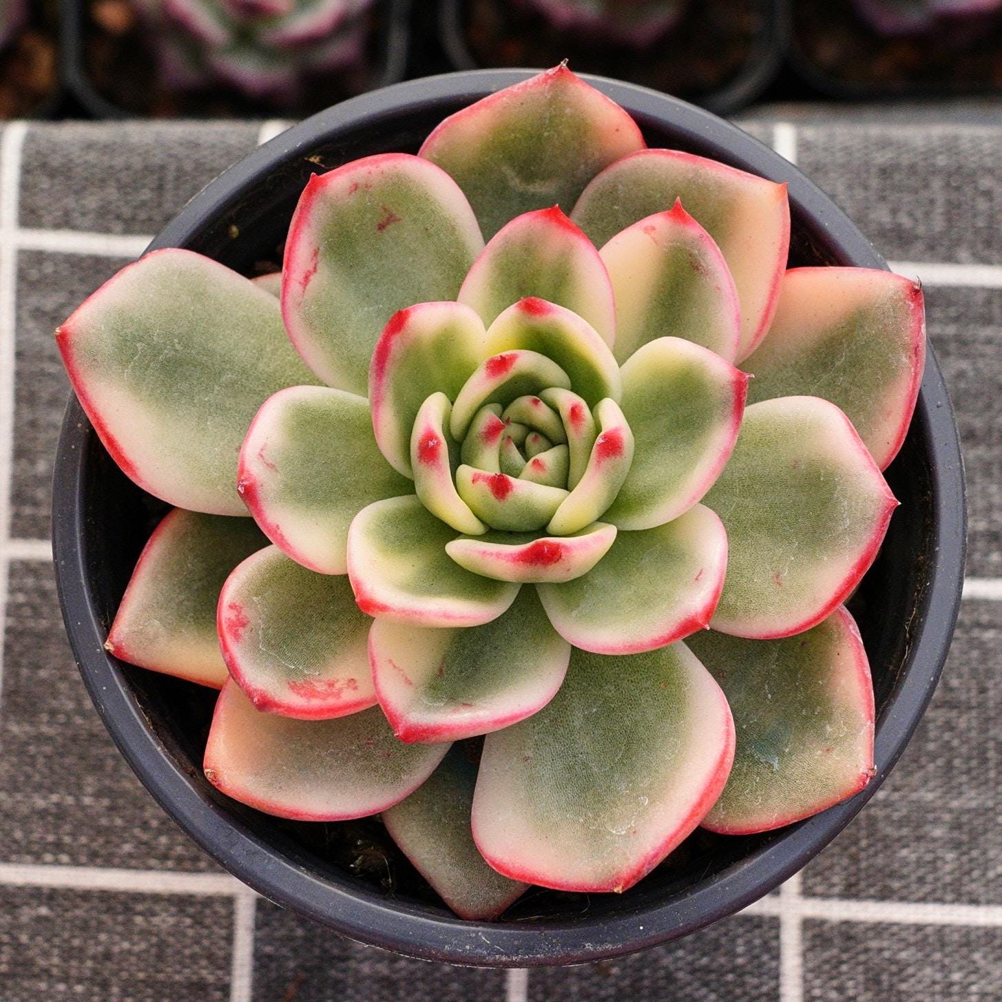 Echeveria、5点セットです(^-^) Echeveria strictiflora v nova - Etsy 日本