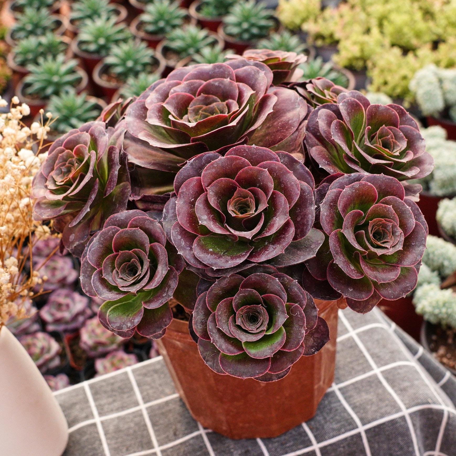 アエオニウム 99999 Aeonium black rose - Etsy 日本