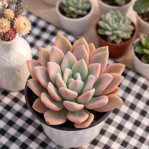 May include: A succulent plant with thick, fleshy, pointed leaves arranged in a tight rosette pattern. The leaves display a gradient of soft pastel pink, peach, and pale green hues. The plant is potted in a simple white container with a smooth finish.