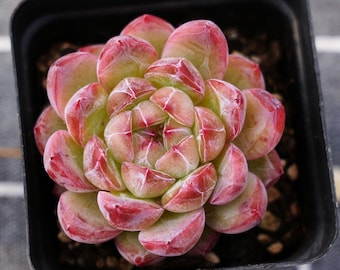 Cactus succulentes, succulentes rares, Echeveria Diamond Jenny
