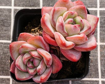 Sukkulenten Kakteen, Seltene Sukkulenten, Echeveria Strawberry Puff