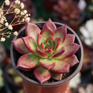 May include: A succulent plant with thick, pointed leaves arranged in a rosette pattern. The leaves feature a gradient of deep burgundy red at the tips and edges, transitioning to a light green color toward the center, potted in a dark brown container.